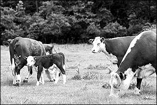 Beef cattle managed in pasture systems