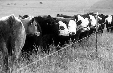 Management-intensive grazing