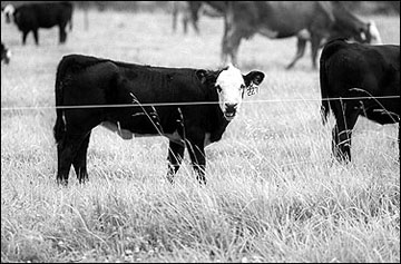 Polytape in an electric fence