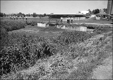 Pit overgrown