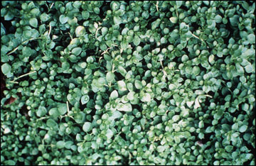 Henbit and chickweed