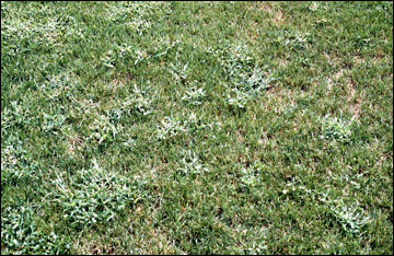 Crabgrass