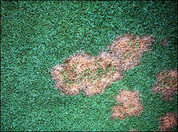 Turfgrass disease