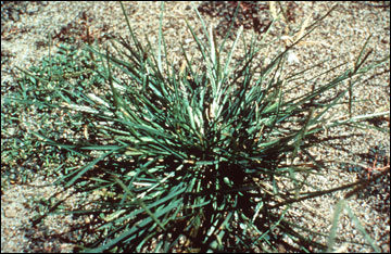 Goosegrass