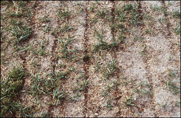 Furrows of grass