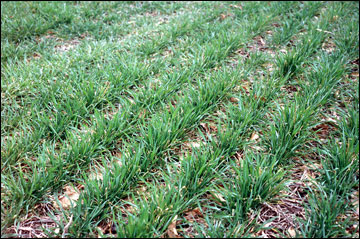 Grass in rows