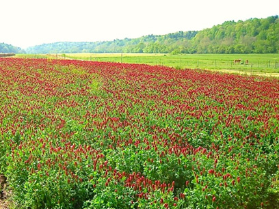 A field densely planted with a cover crop of crimson clover planted in full bloom, showing rows of vivid red, cone-shaped flower heads rising above bright green foliage. The cover crop extends across the foreground and mid-ground of the image, with a grassy field margin, wooden fence line, and tree-lined hillside visible in the background. A horse can be seen grazing in the distance.