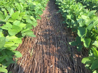 A close-up view of a soybean field demonstrating strip tillage, showing a narrow band of dried, flattened cover crop residue running down the center of the frame between two rows of actively growing soybean plants. The residue strip is composed of brown, matted plant stems and is covering the soil between the rows, while healthy green soybean plants with broad leaves grow on either side. The retained residue illustrates soil cover and reduced tillage principles in a row crop production system.