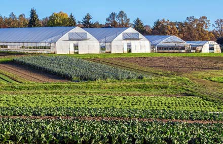 Farm scene with open field vegetable production and tunnel structures for vegetable production.