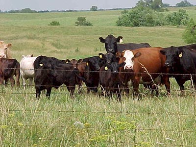 Cattle in a field behind a barbed wire fence.