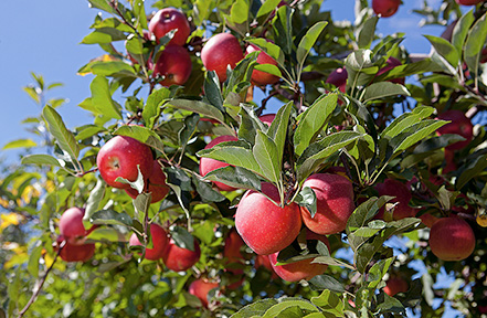 Close up of red apples in a tree.