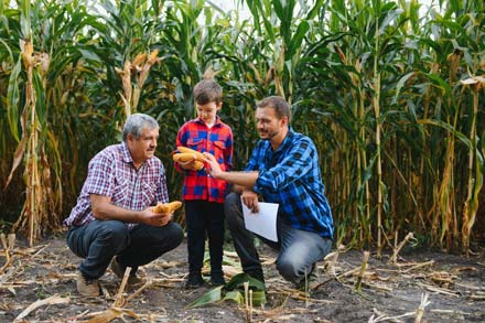 A boy and his father and grandfather in a corn field.