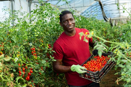 Migrant worker in a greenhouse.