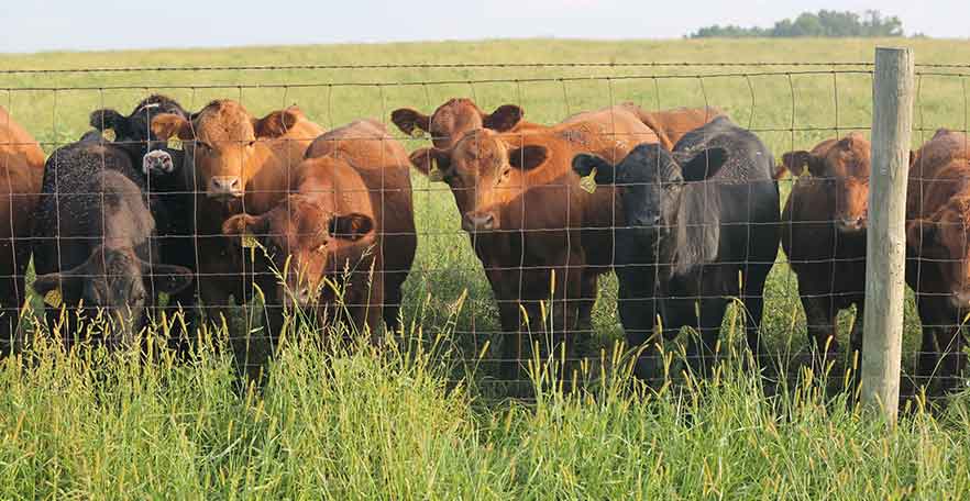 Beef cattle behind a fence in a pasture. 