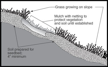 Vegetative cover.