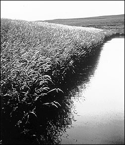  Fescue, reed canary or other heavy grass may be sufficient to protect the dam from wave action.