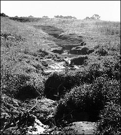 A livestock path can cause failure of the grass cover in the emergency spillway and, ultimately, if not repaired, dam failure.