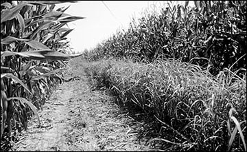 A narrow strip of stiff-stemmed vegetation.