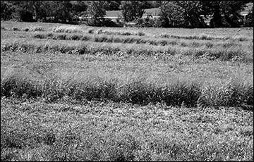 Vegetative terraces.