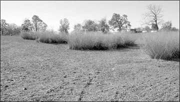 Vegetative barriers in areas of concentrated water flow.