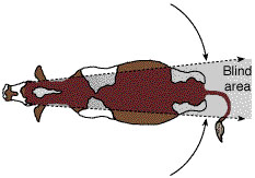 The panoramic field of vision of a cow with blind area at its rear indicated.