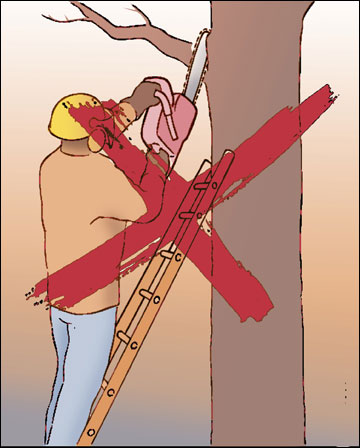 An example of what not to do: A man wielding a chain saw from a ladder leaning against a tree.
