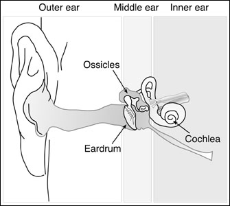 Human ear diagram.