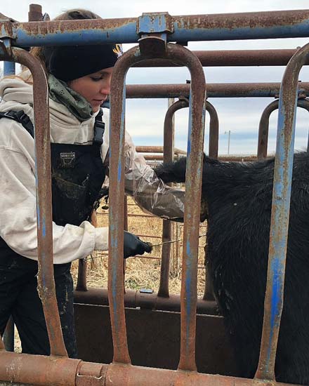 Graduate student performing artificial insemination.