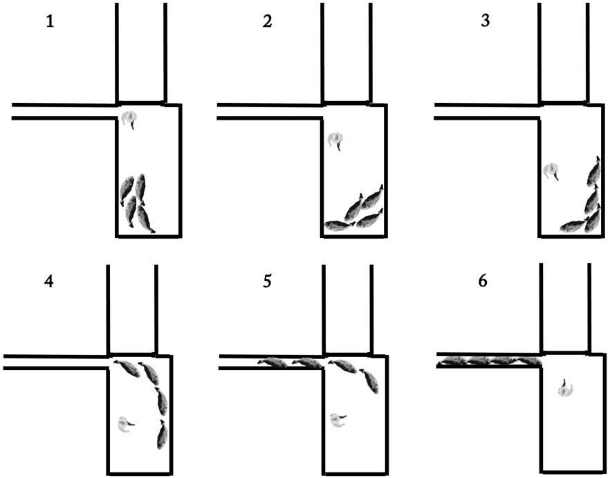 Flow through a Bud box facility.