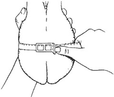 Drawing of a bull's scrotal circumference being measured.