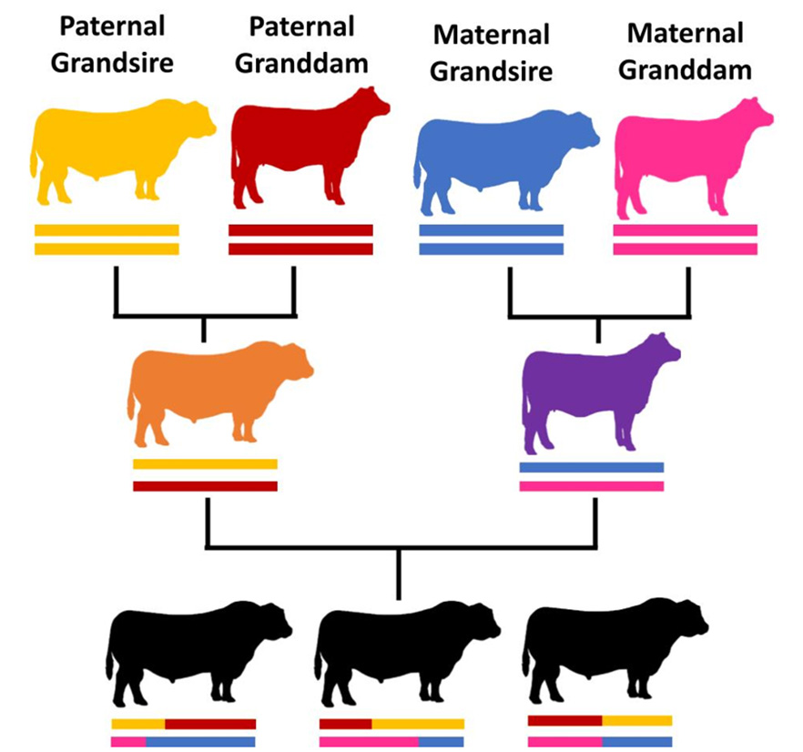 Pedigree-based versus genomic-based relationships.