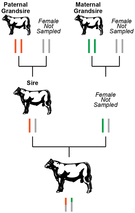 Pedigree-based versus genomic-based relationships.