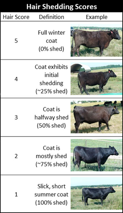 Hair Shedding Scores: A Tool To Select Heat Tolerant Cattle 