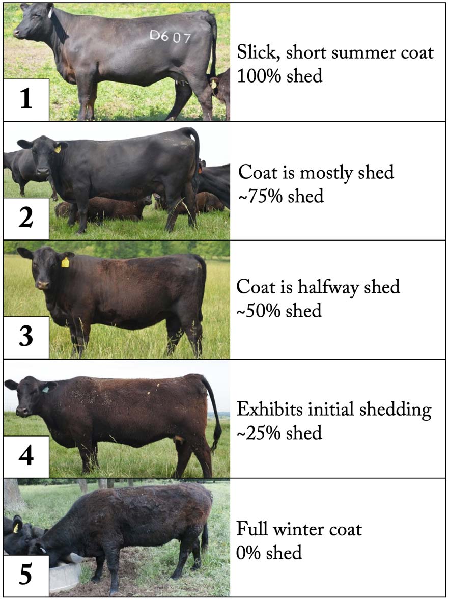 Hair shedding scores: 1 = 100% shed, 2 = about 75%, 3 = about 50%, 4 = about 25% and 5 = 0%.