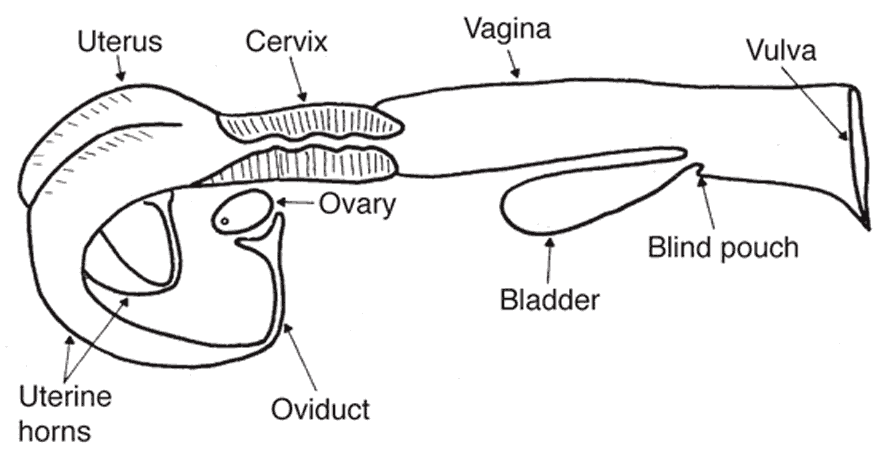 Labeled diagram of a cow's reproductive tract.