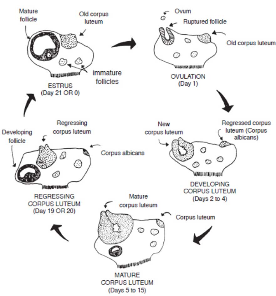 Reproductive hormonal changes during the estrous cycle.