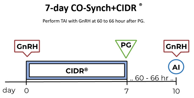 7-Day Co-Sync + CIDR protocol timeline. Perform TAI with GnRH at 60 to 66 hour after PG.