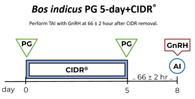 Bos indicus PG 5-Day + CIDR protocol timeline. Perform TAI with GnRH at 66 ± 2 hour after CIDR removal.