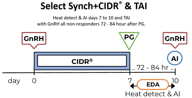 Select sync + CIDR protocol timeline. Heat detect and AI days 7 to 10 and TAI with GnRH all non-responders 72-84 hour after PG.