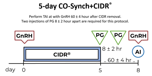 5-Day CO-Synch + CIDR protocol timeline. Perform TAI with GnRH at 60 ± 4 hour after CIDR removal. Two injections of PG 8 ± 2 hour apart are required for this protocol.