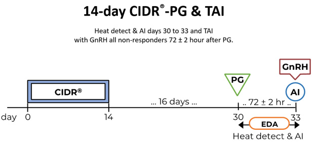 14-Day CIDR-PG protocol timeline. Heat detect & AI days 30 to 33 and TAI with GnRH all non-responders 72 ± 2 hour after PG.