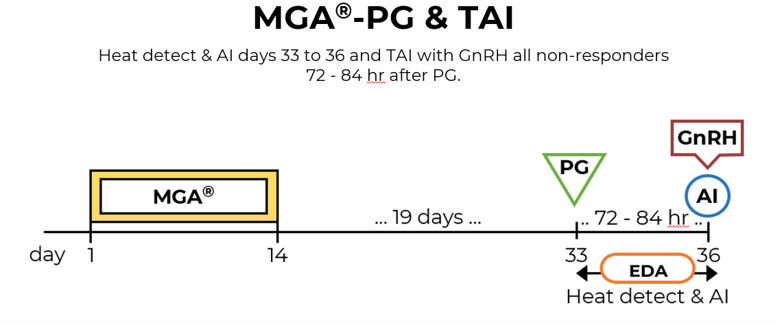 MGA-PG protocol timeline. Heat detect & AI days 33 to 36 and TAI with GnRH all non-responders 72 - 84 hr after PG.