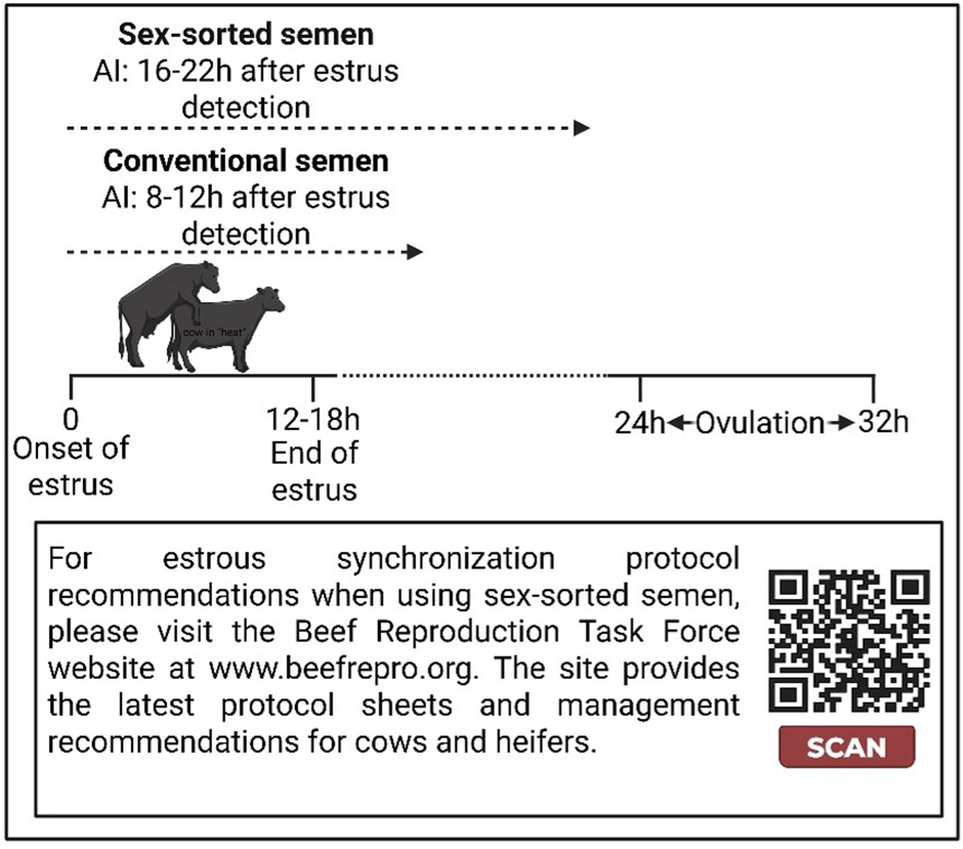 Diagram showing the difference in AI between sex-sorted semen and conventional semen.