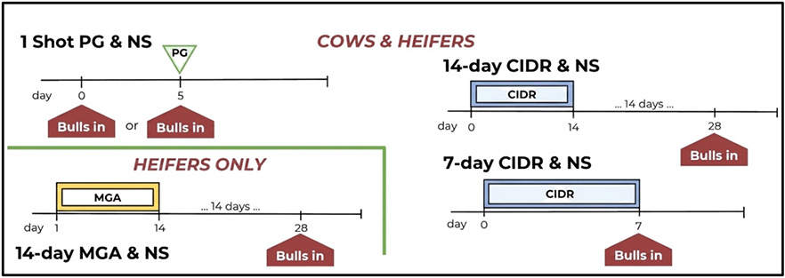 recommendations for estrus synchronization programs used with natural service breeding.