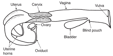 Cow reproductive tract with parts labeled.