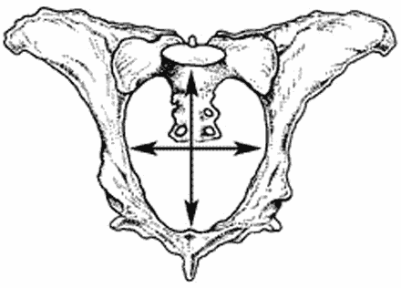A cow pelvic opening showing measurement points for determining height and width.