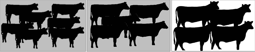 Three groups of calves representing post-weaning, pre-breeding, and pregnancy determination, with the pregnancy determination group highlighted and the smallest.