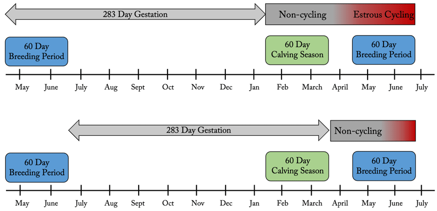 Early and late conception example chart.