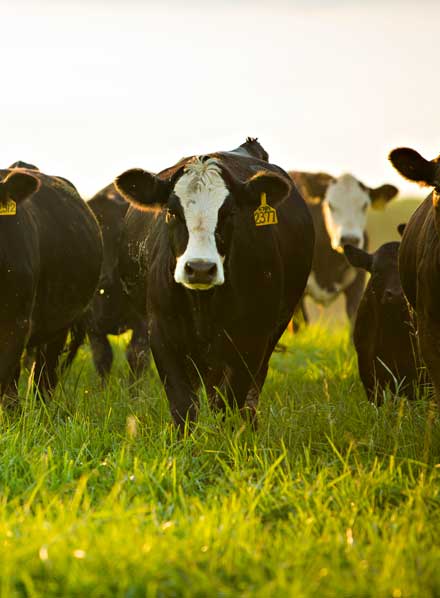 Crossbreeding Systems for Small Herds of Beef Cattle, G2040 | MU Extension