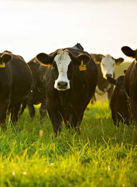 Crossbred cows.